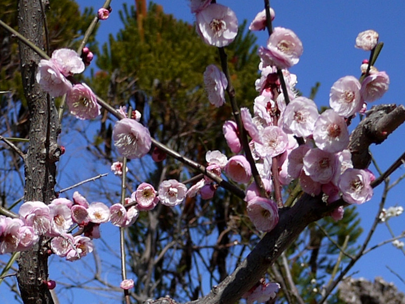 Prunus mume 'Tan-un-kyufun'