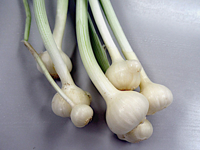 long-stamen chive