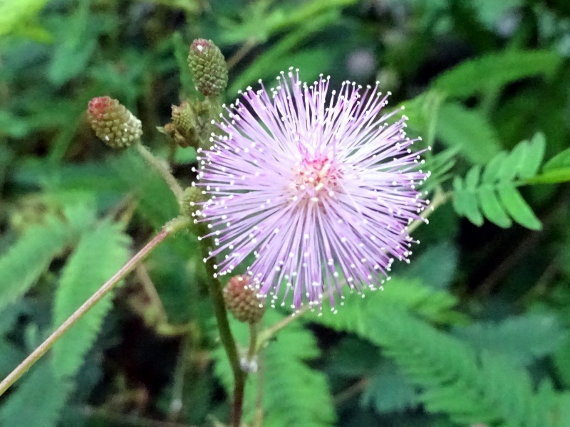 オジギソウ Mimosa Pudica L かぎけん花図鑑