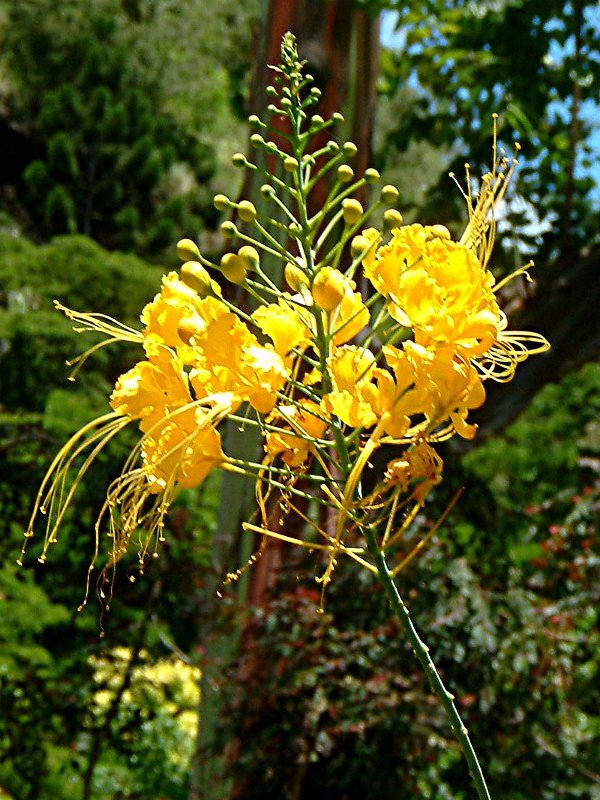 キバナノオオゴチョウ Caesalpinia Pulcherrima Var Flava かぎけん花図鑑