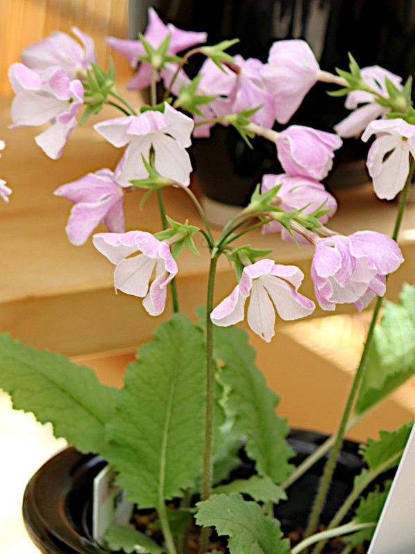 日本桜草 ’東唄’