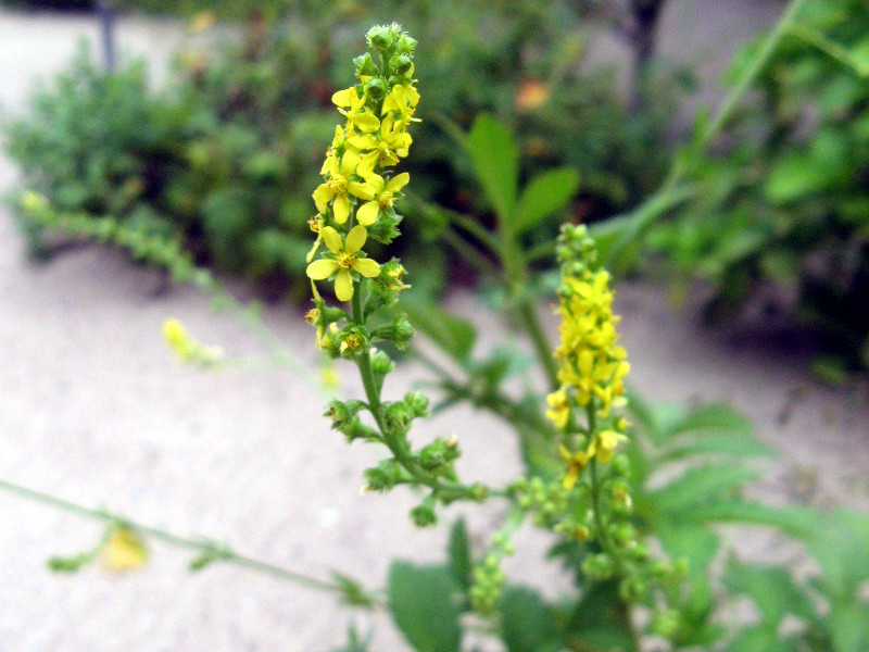 誕生花　8月21日　キンミズヒキ