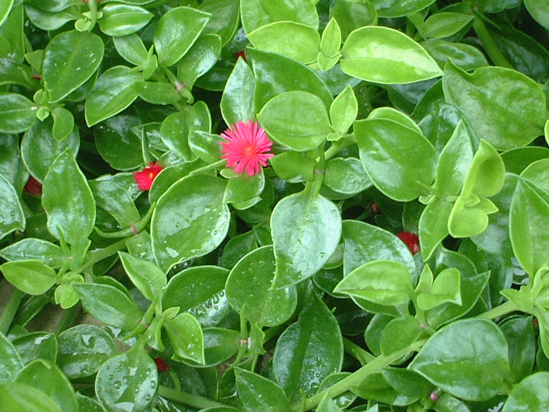 Mesembryanthemum cordifolium