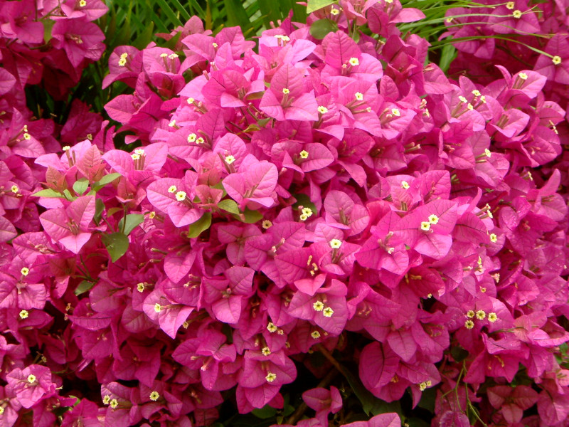 Bougainvillea