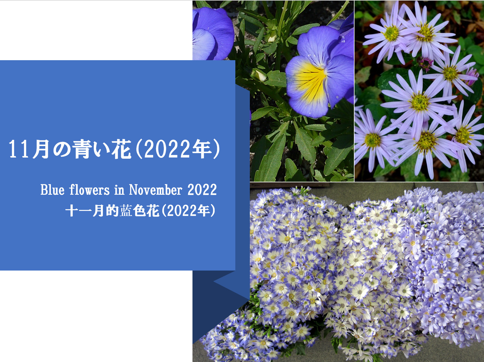 11月の青い花（2022年）