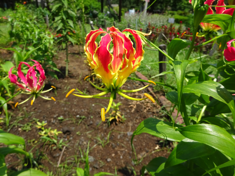 Gloriosa superba 