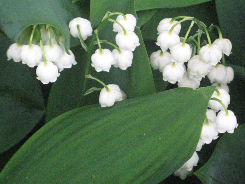 The German Lily of the valley