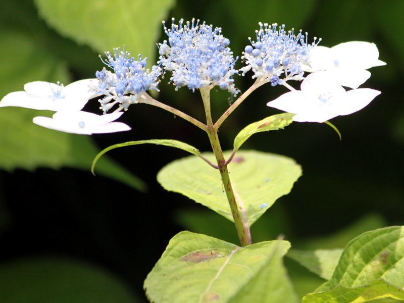 甜茶 Hydrangea Macrophylla Var Thunbergii 科技研花图画书