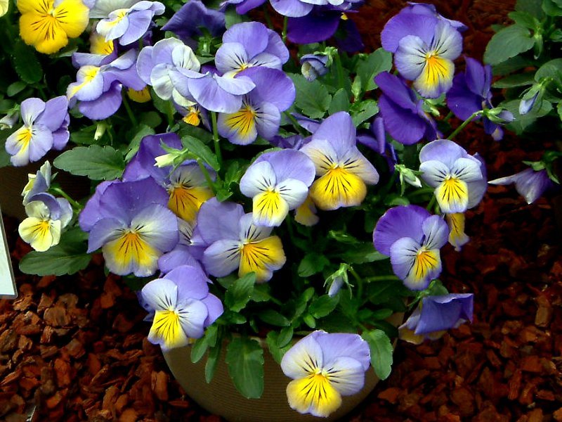 Garden pansy 'Morpho'