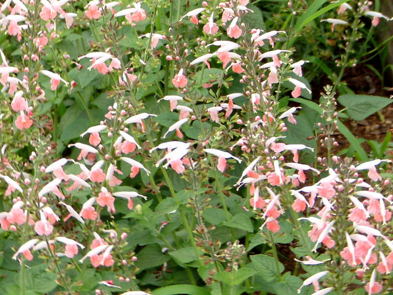 フルーツセージ Salvia Dorisiana かぎけん花図鑑