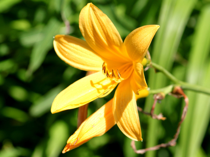 Day lily