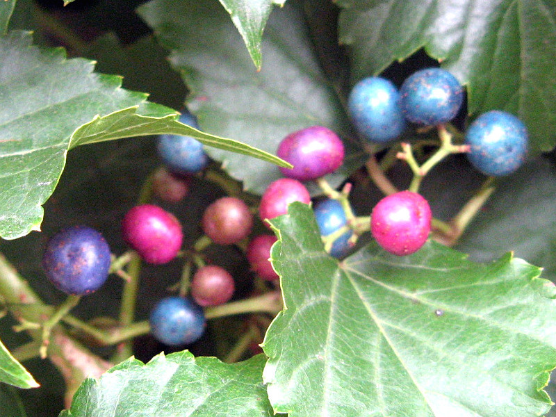 Ampelopsis brevipedunculata 