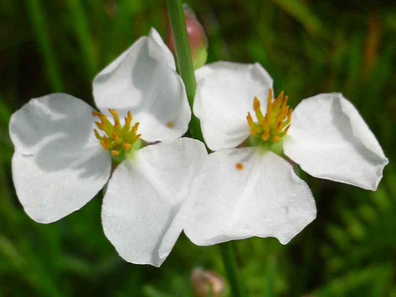 Sagittaria aginashi