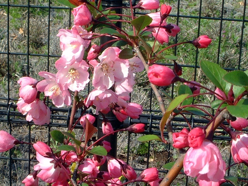 Hall crabapple