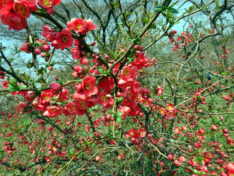 Flowering quince