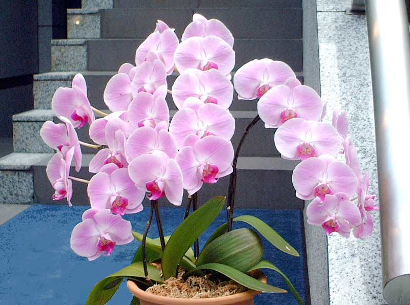 Moth orchid