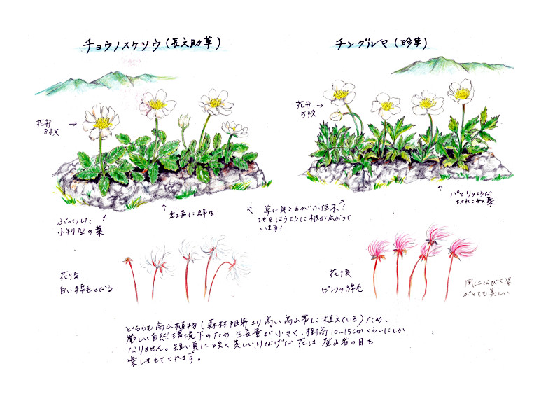 チングルマ