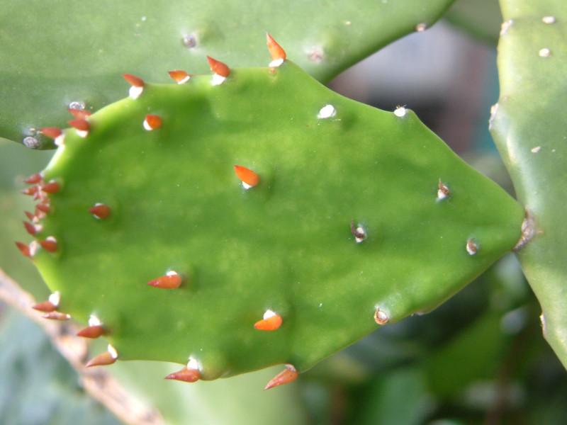 ウチワサボテン Opuntia Ficus Indhica かぎけん花図鑑