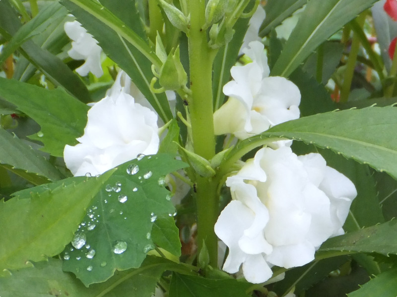 ホウセンカ Impatiens Balsamina かぎけん花図鑑