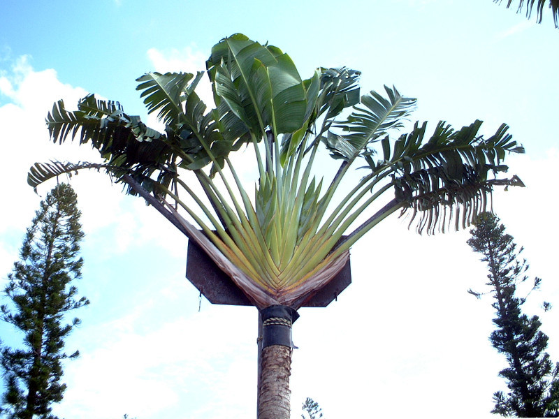 タビビトノキ | Ravenala madagascariensis | かぎけん花図鑑