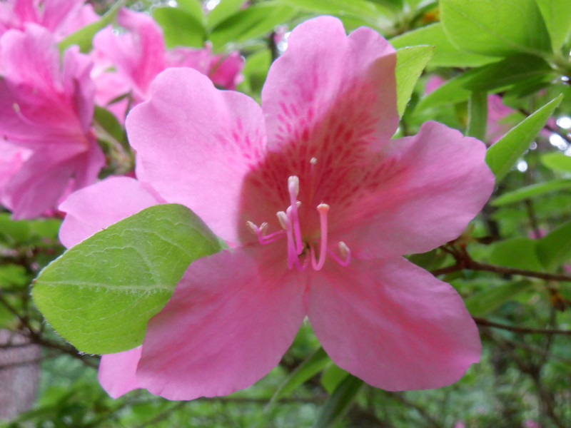 Rhododendron transiens