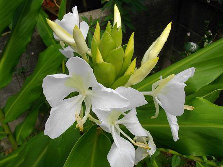 ジンジャーリリー＝ハナシュクシャ（花縮砂、学名：Hedychium coronarium）