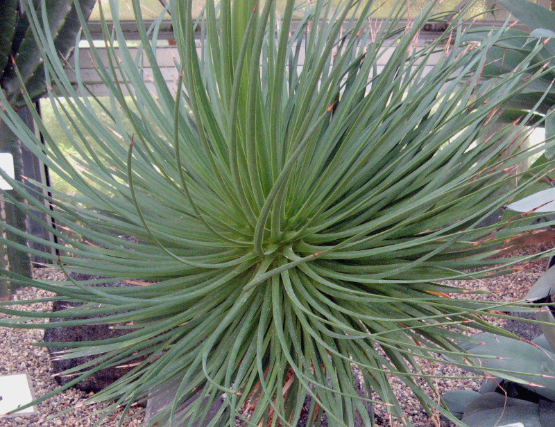 Agave striata