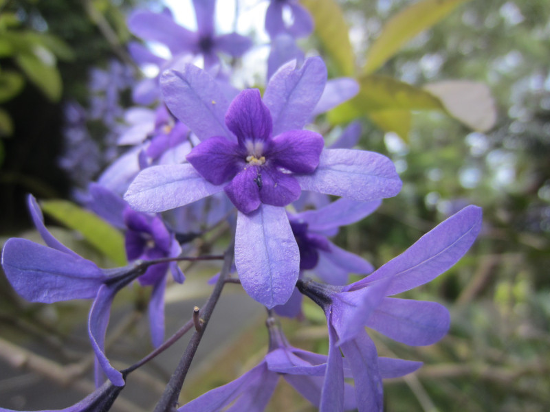 ペトレア・ボルビリス | Petrea volubilis | かぎけん花図鑑