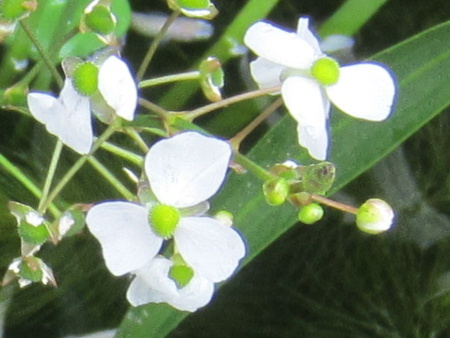 Sagittaria trifoli