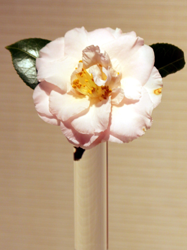 椿'Marjorie Magnificent'