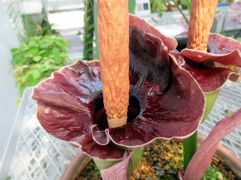 Amorphophallus johnsonii