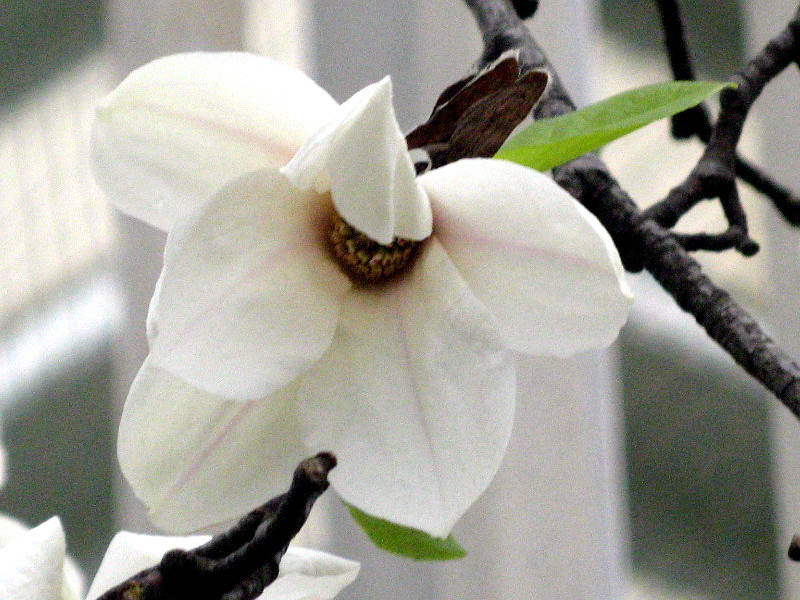 コブシ Magnolia Kobus かぎけん花図鑑