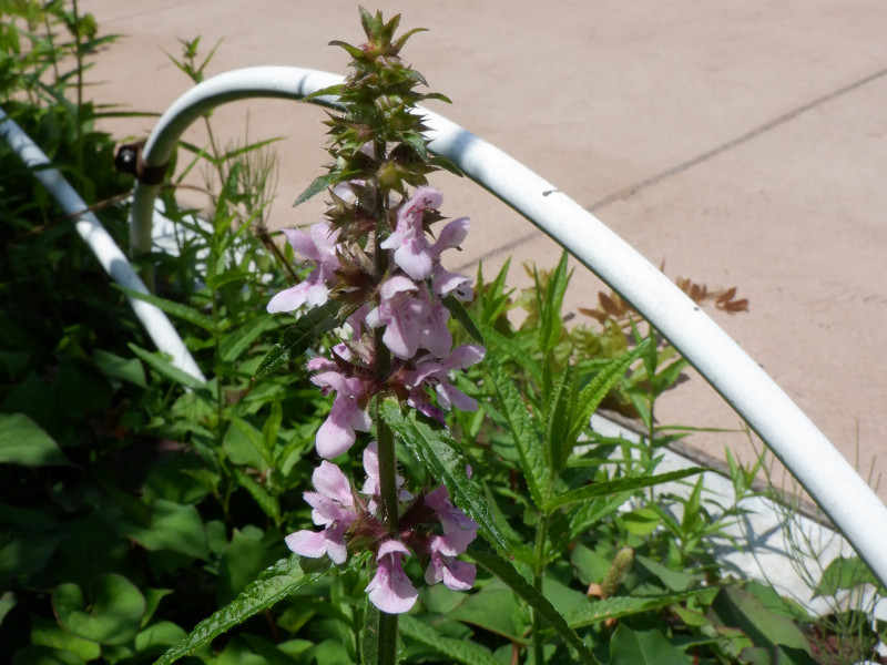 Stachys aspera var. hispidula