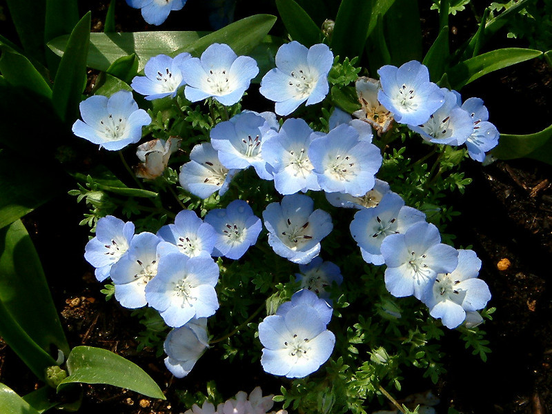 ネモフィラ インシグニスブルー Nemophila Menziesii Subsp Insignis かぎけん花図鑑