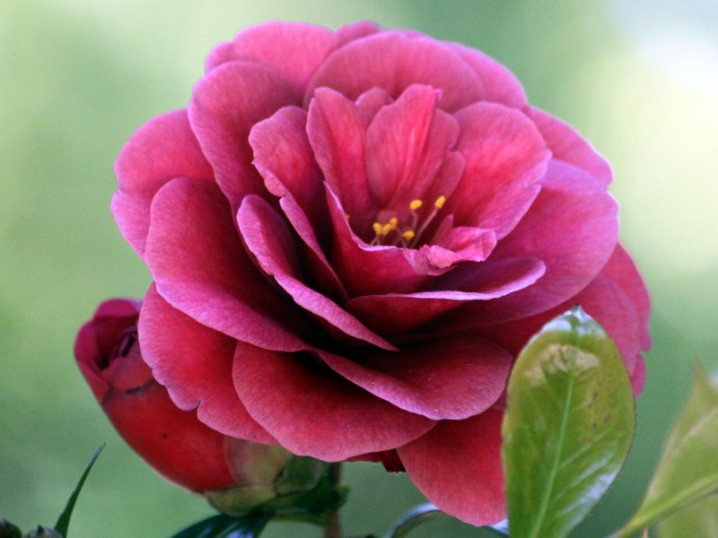 Camellia japonica