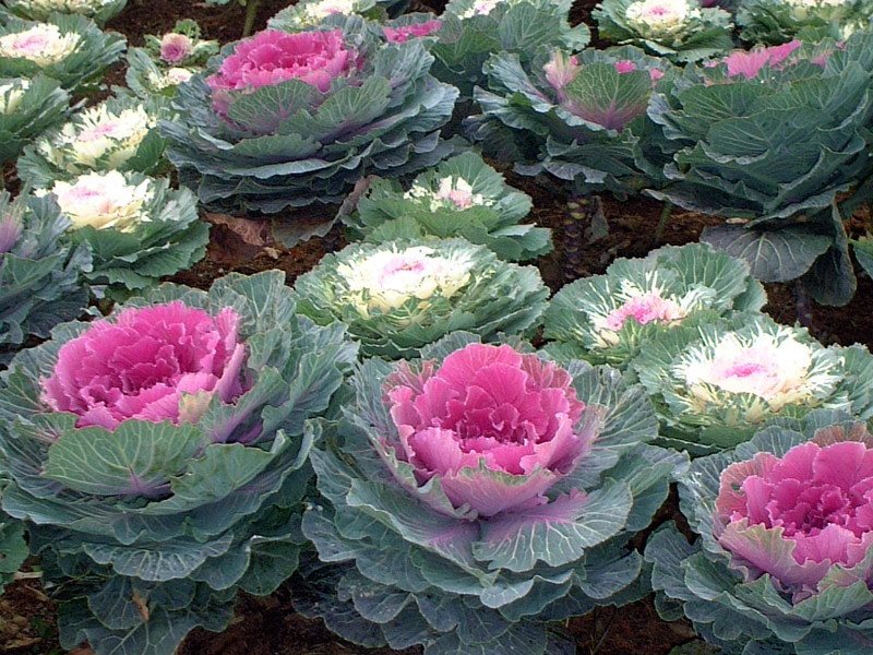 羽衣甘藍 Brassica Oleracea Var Sabellica 科技研花图画书