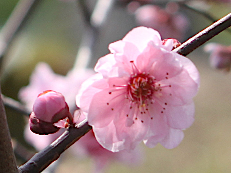 Prunus blirean 