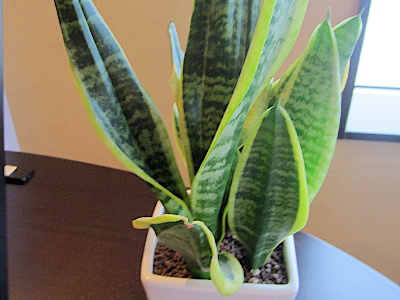 Snake Plant