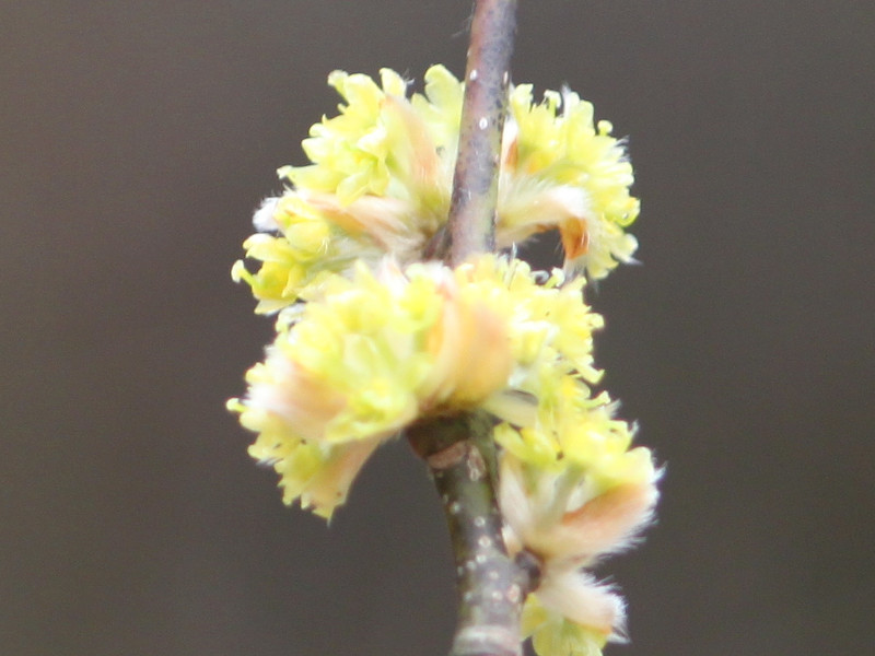 Lindera obtusiloba