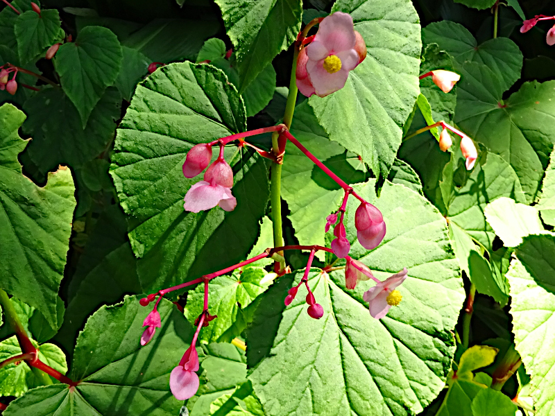 Begonia grandis