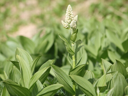 Veratrum stamineum