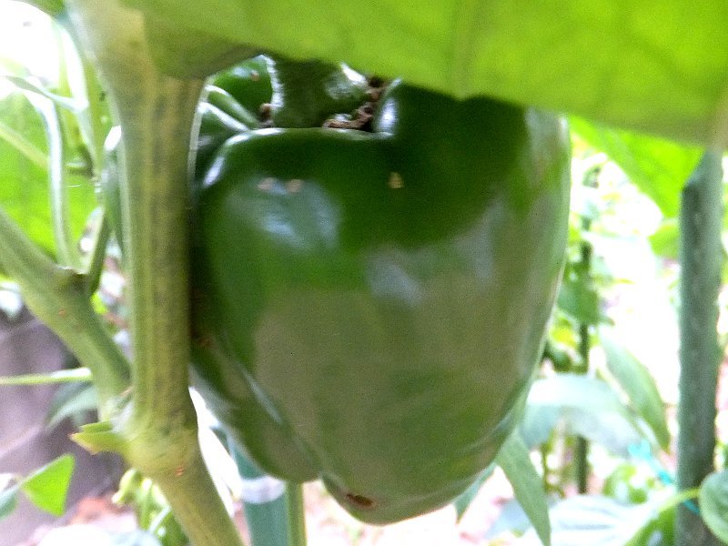 Bell pepper