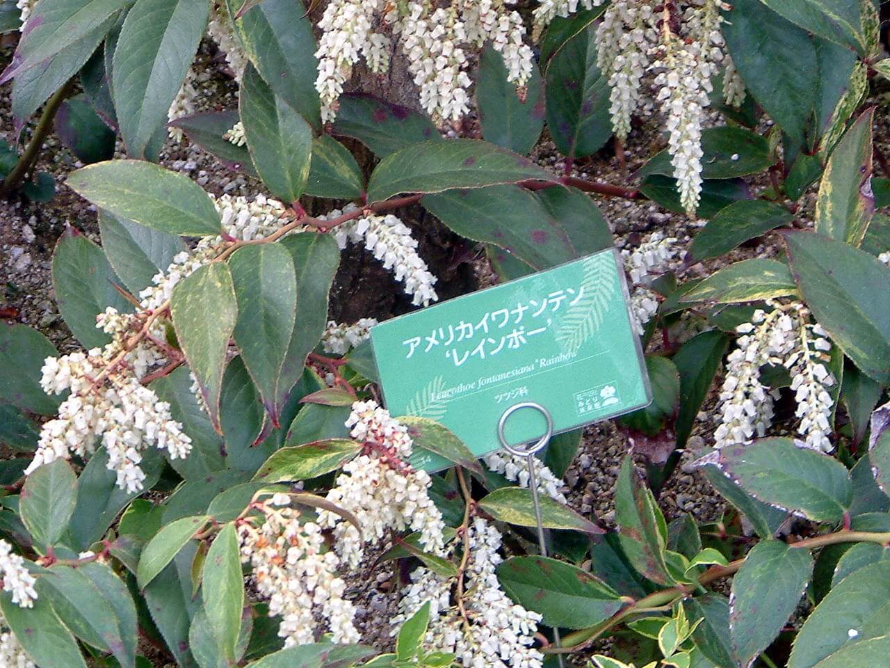 アメリカイワナンテン レインボー Leucothoe Fontanesiana Rainbow かぎけん花図鑑