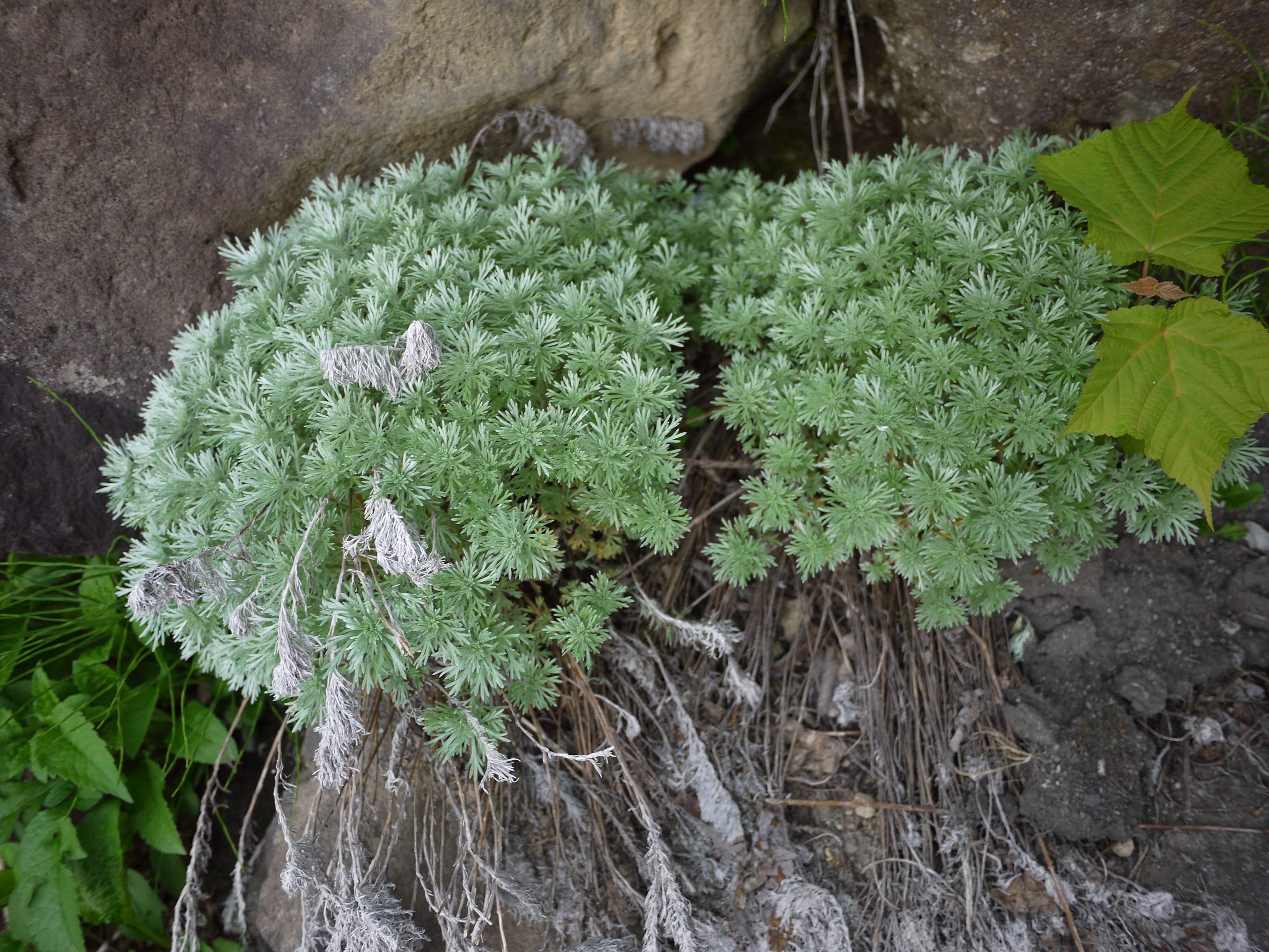 Artemisia schmidtiana