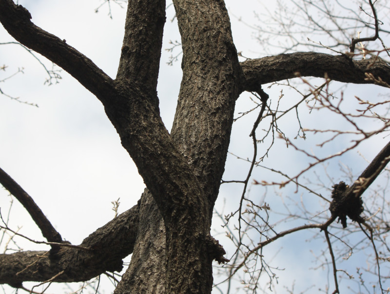 麻栎 Quercus Acutissima 科技研花图画书