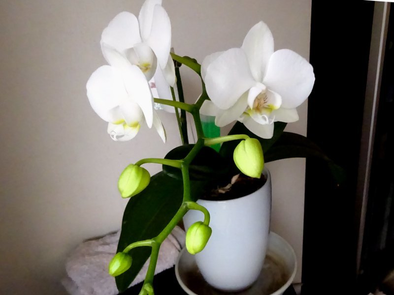 コチョウラン Phalaenopsis Aphrodite かぎけん花図鑑