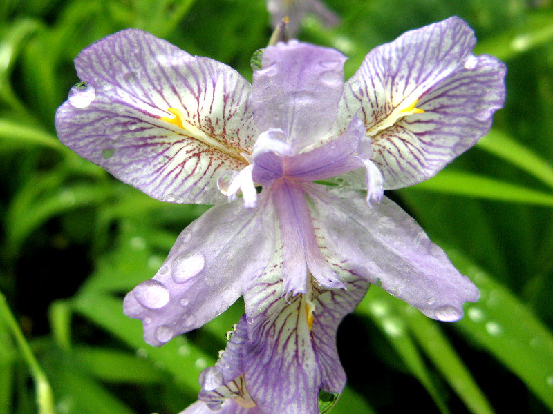 ヒメシャガ Iris Gracilipes かぎけん花図鑑