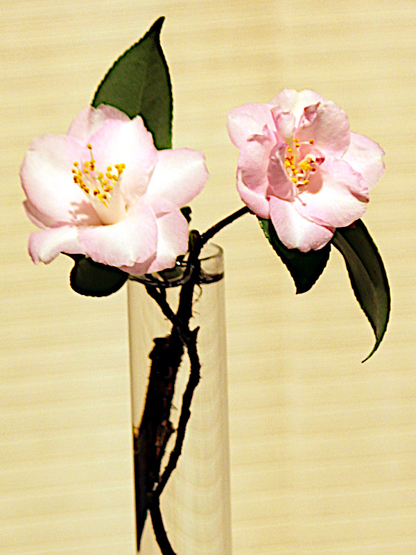 Camellia japonica 'Pink Popcorn'