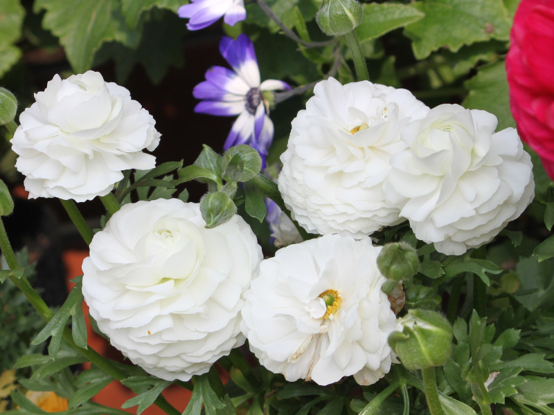 Persian buttercup