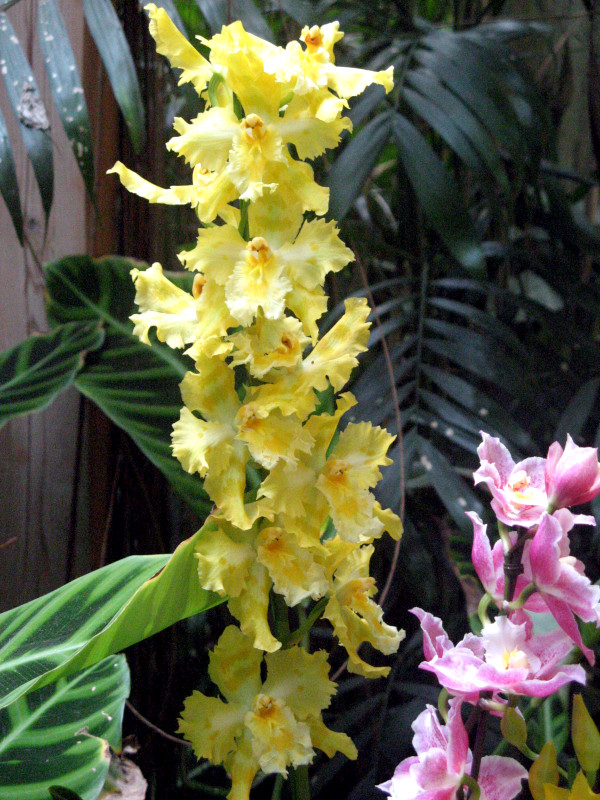 Odontoglossum